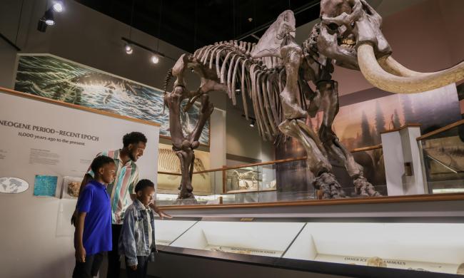 Prehistoric mastodon fossil display at Pink Palace Museum &amp; Mansion.
