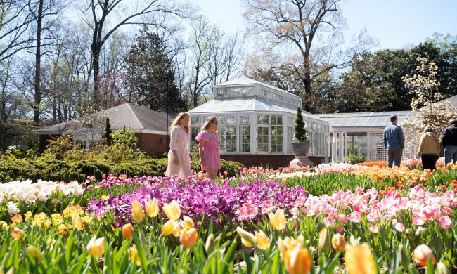 women walk through tulips at Dixon Gallery &amp; Gardens