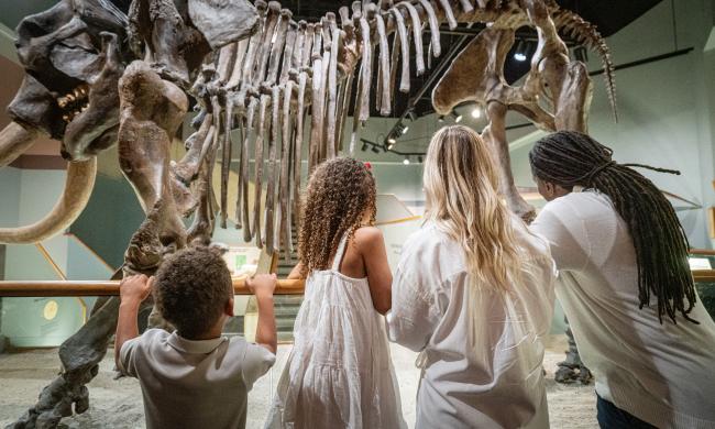 family of four with two young kids look at the bones of dinosaur at Pink Palace